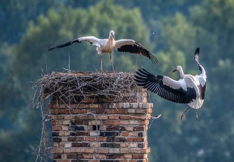 Professional Chimney Animal Removal Services in Macomb, Michigan