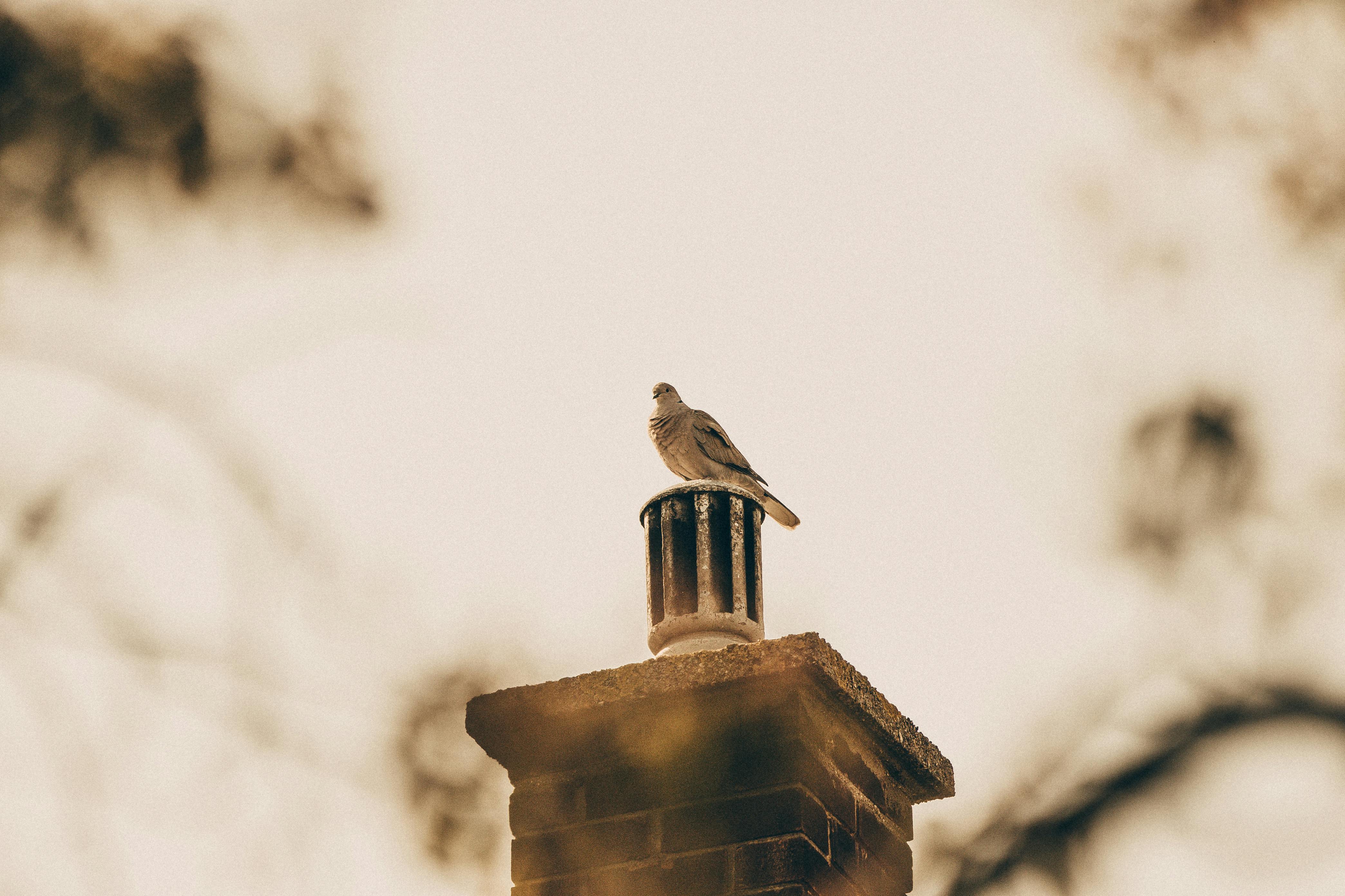 Professional Chimney Cap and Damper In Macomb Michigan